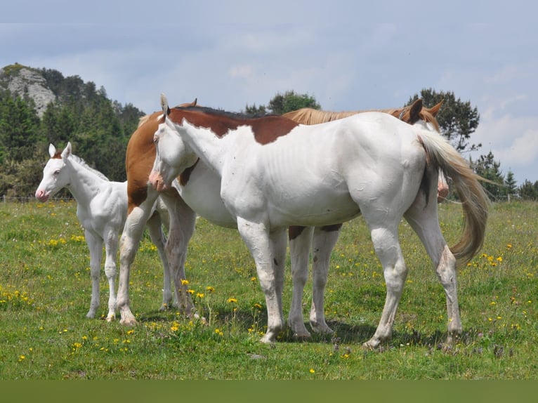 Paint Horse Étalon 5 Ans 149 cm Bai cerise in ST IZAIRE