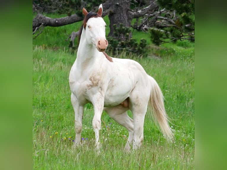 Paint Horse Étalon 5 Ans 149 cm Bai cerise in ST IZAIRE