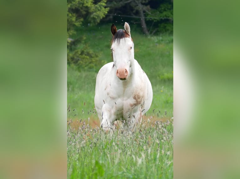 Paint Horse Étalon 5 Ans 149 cm Bai cerise in ST IZAIRE