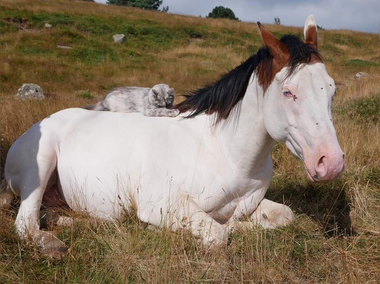 Paint Horse Étalon 5 Ans 149 cm Bai cerise in ST IZAIRE