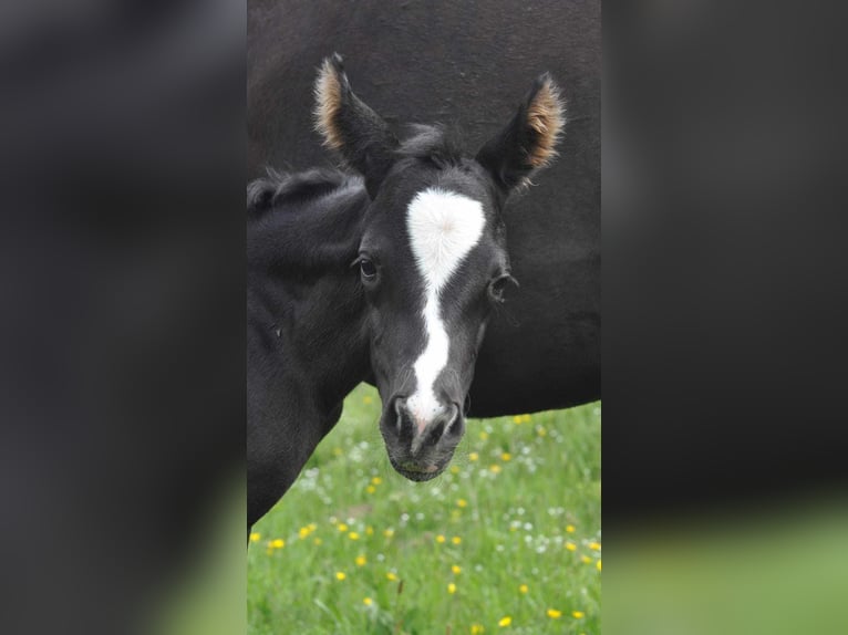 Paint Horse Étalon 5 Ans 149 cm Bai cerise in ST IZAIRE