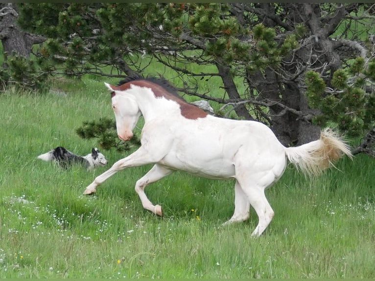 Paint Horse Étalon 5 Ans 149 cm Bai cerise in ST IZAIRE