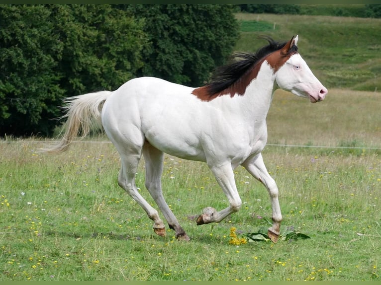 Paint Horse Étalon 5 Ans 149 cm Bai cerise in ST IZAIRE