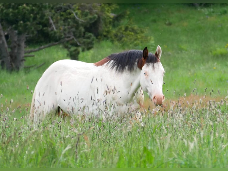 Paint Horse Étalon 5 Ans 149 cm Bai cerise in ST IZAIRE