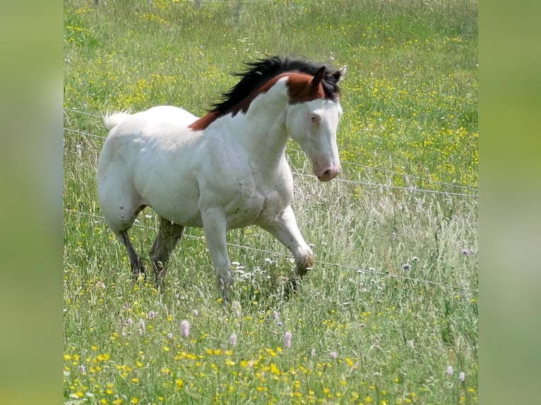 Paint Horse Étalon 5 Ans 149 cm Bai cerise in ST IZAIRE