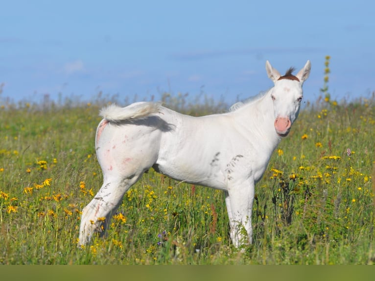 Paint Horse Étalon 5 Ans 149 cm Bai cerise in ST IZAIRE