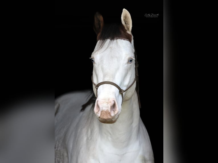 Paint Horse Étalon 5 Ans 149 cm Bai cerise in ST IZAIRE