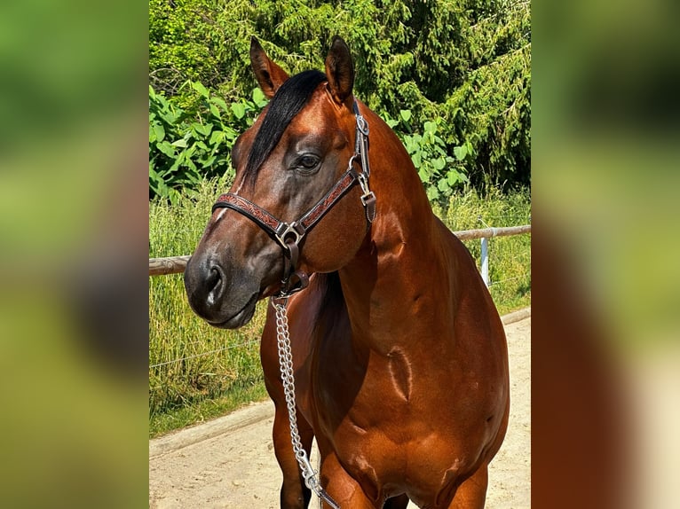 Paint Horse Étalon 5 Ans 152 cm Bai in Dermbach