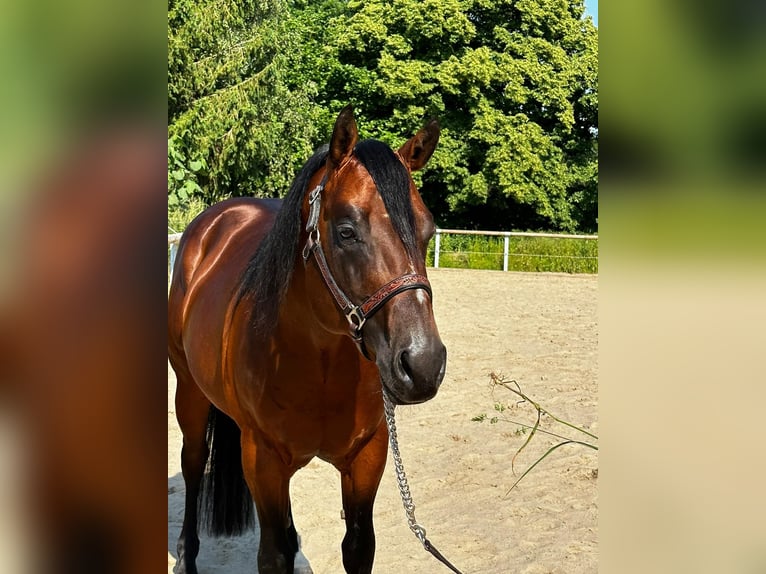 Paint Horse Étalon 5 Ans 152 cm Bai in Dermbach