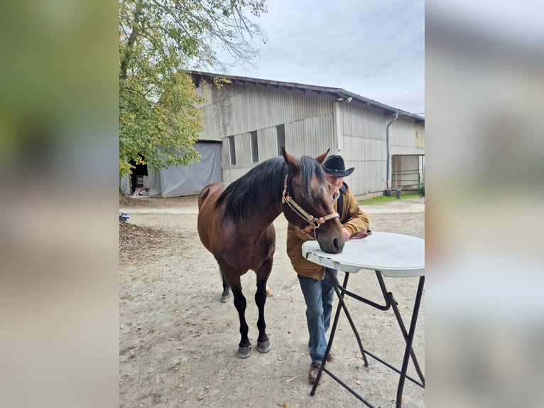 Paint Horse Étalon 5 Ans 152 cm Bai in Dermbach