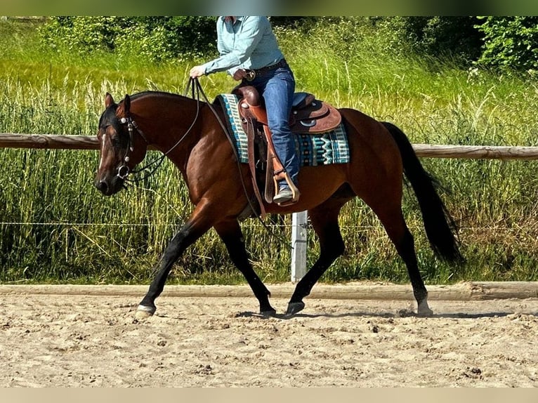 Paint Horse Étalon 6 Ans 152 cm Bai in Dermbach