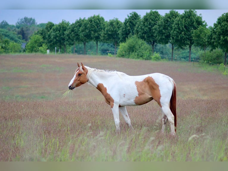 Paint Horse Étalon Overo-toutes couleurs in Retzow