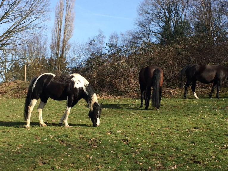 Paint Horse Étalon Pinto in Heiligenhaus