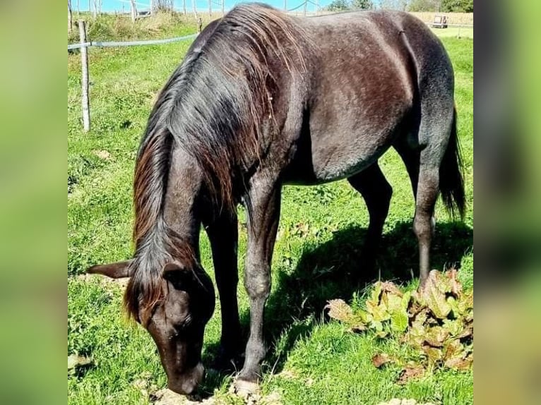 Paint Horse Étalon Poulain (05/2024) 100 cm Rouan Bleu in Beaumont