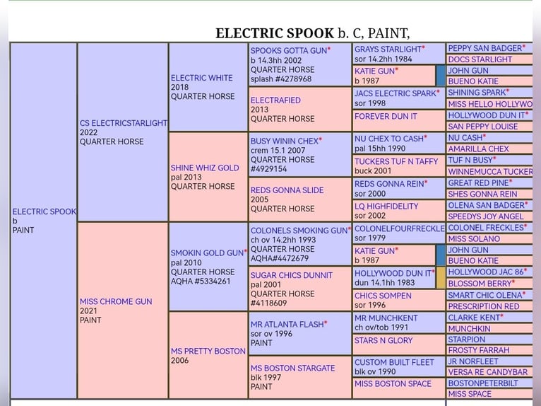Paint Horse Étalon  150 cm Bai in Bautzen