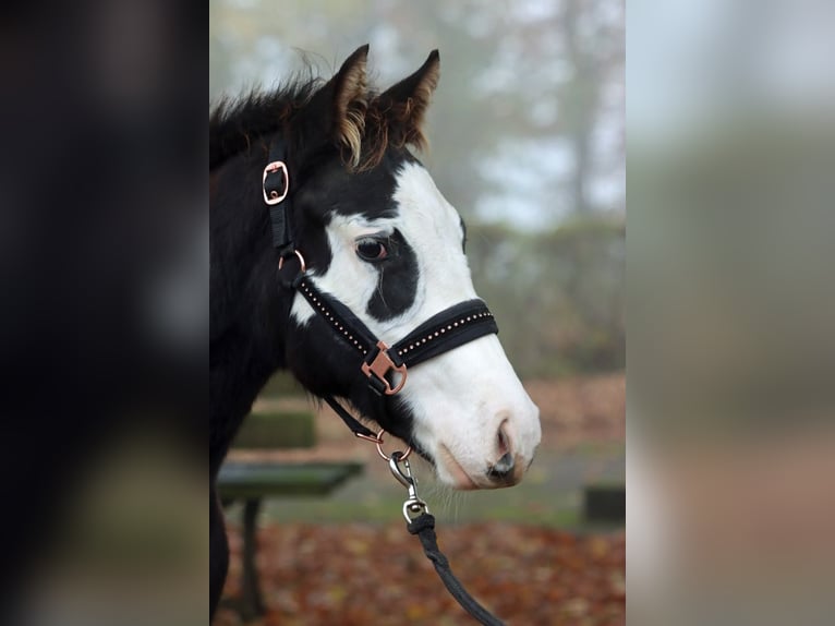 Paint Horse Étalon Poulain (04/2024) 150 cm Overo-toutes couleurs in Hellenthal