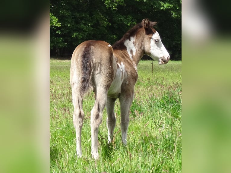 Paint Horse Étalon  150 cm Overo-toutes couleurs in Neustadt Dosse
