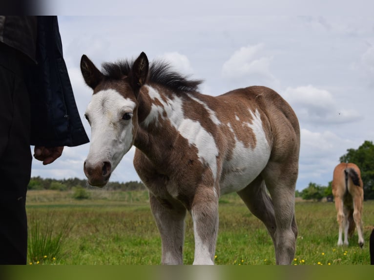 Paint Horse Étalon  150 cm Overo-toutes couleurs in Neustadt Dosse