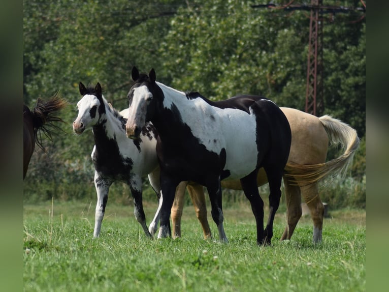 Paint Horse Étalon  150 cm Overo-toutes couleurs in Neustadt Dosse