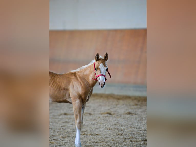 Paint Horse Étalon Poulain (04/2025) 150 cm Palomino in Roding Paint Horse Étalon Poulain (04/2025) 150 cm Palomino in Roding