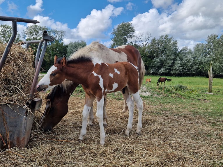 Paint Horse Croisé Étalon Poulain (06/2024) 150 cm Pinto in Agnières