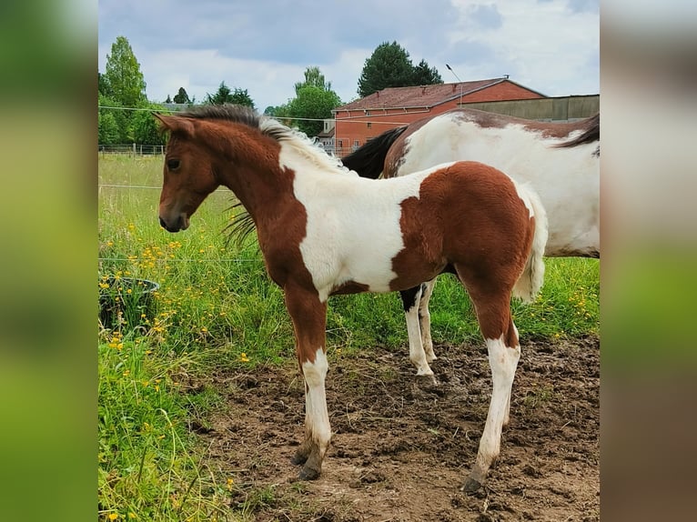 Paint Horse Étalon Poulain (03/2024) 150 cm Tobiano-toutes couleurs in Molenbeek-Wersbeek