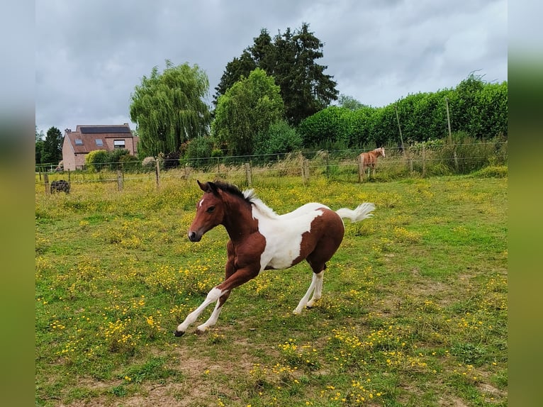 Paint Horse Étalon Poulain (03/2024) 150 cm Tobiano-toutes couleurs in Molenbeek-Wersbeek