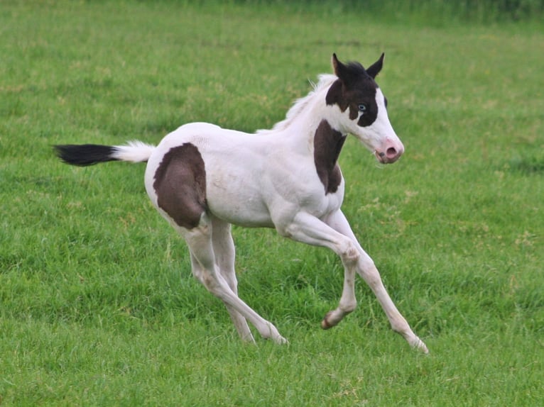 Paint Horse Étalon Poulain (04/2024) 152 cm Noir in Düsseldorf