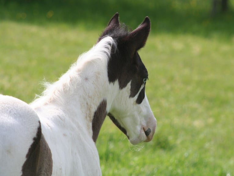 Paint Horse Étalon Poulain (04/2024) 152 cm Noir in Düsseldorf