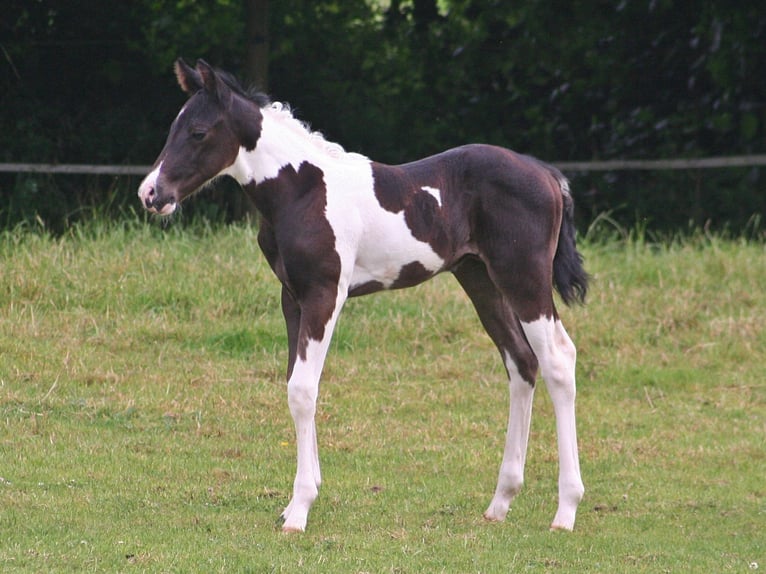 Paint Horse Étalon Poulain (06/2024) 152 cm Noir in Düsseldorf