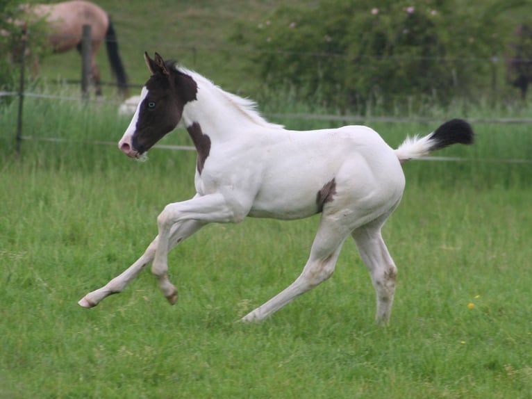 Paint Horse Étalon Poulain (04/2024) 152 cm Noir in Düsseldorf