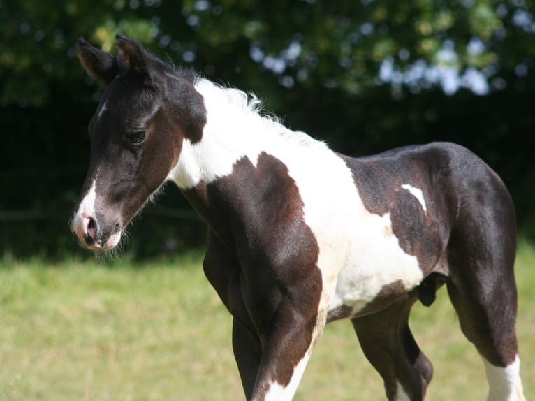 Paint Horse Étalon Poulain (06/2024) 152 cm Noir in Düsseldorf