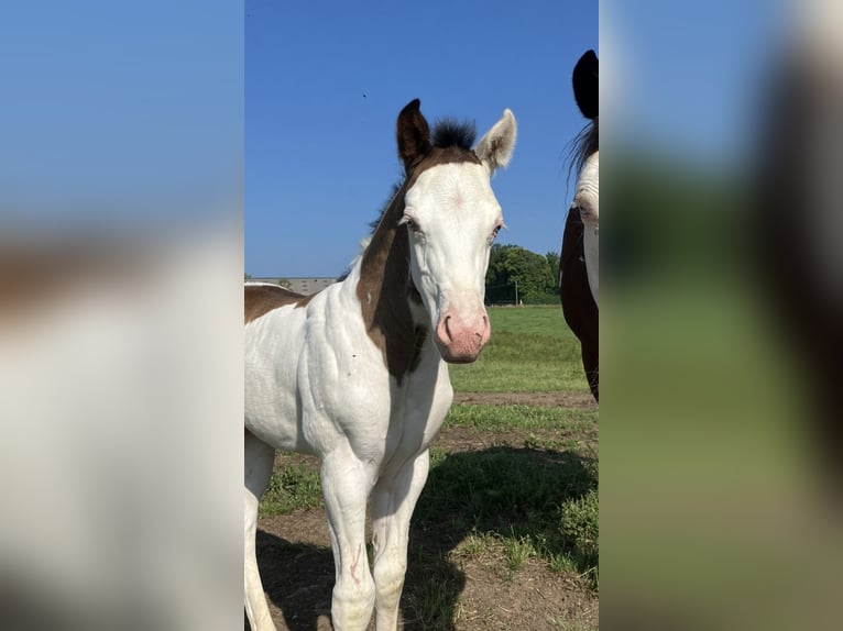 Paint Horse Étalon  152 cm Overo-toutes couleurs in Sexcles