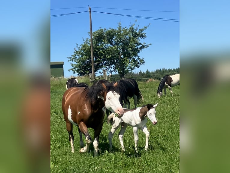 Paint Horse Étalon  152 cm Overo-toutes couleurs in Sexcles