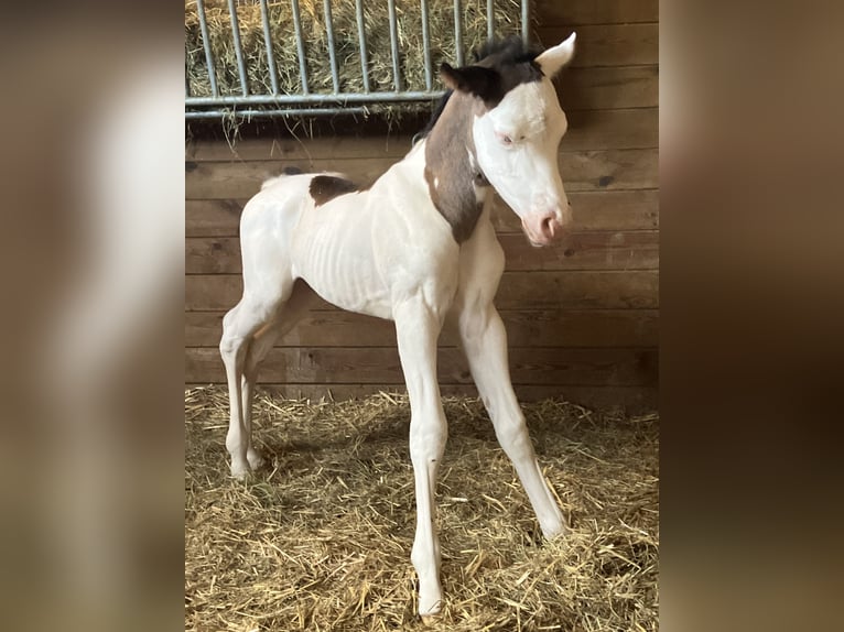 Paint Horse Étalon  152 cm Overo-toutes couleurs in Sexcles