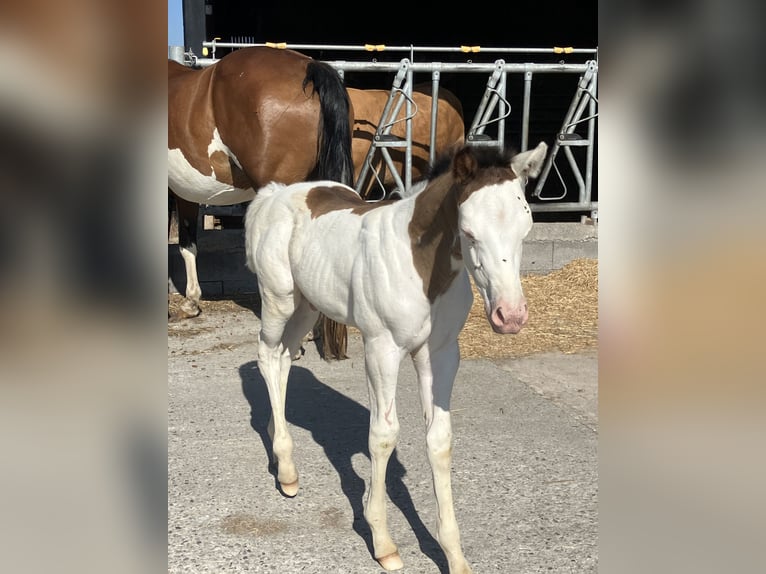 Paint Horse Étalon  152 cm Overo-toutes couleurs in Sexcles