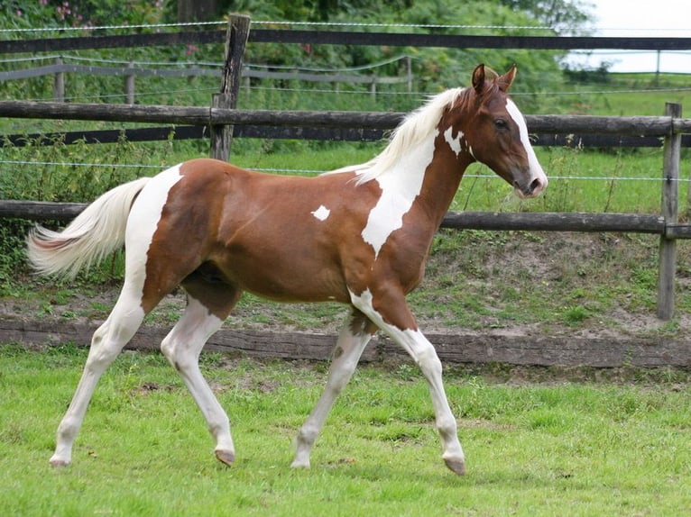Paint Horse Étalon Poulain (02/2025) 152 cm Tobiano-toutes couleurs in Dormagen
