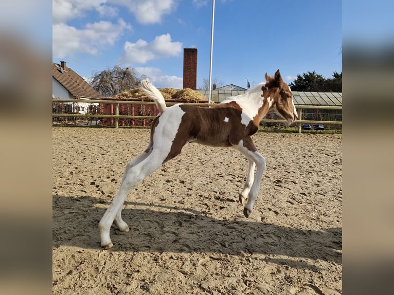 Paint Horse Étalon Poulain (02/2025) 152 cm Tobiano-toutes couleurs in Dormagen