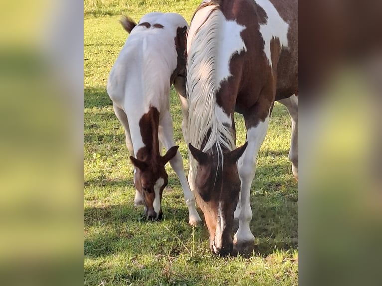 Paint Horse Étalon Poulain (04/2024) 152 cm Tobiano-toutes couleurs in Auengrund