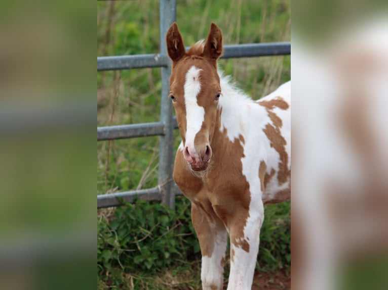 Paint Horse Étalon Poulain (04/2024) 153 cm Champagne in Hellenthal