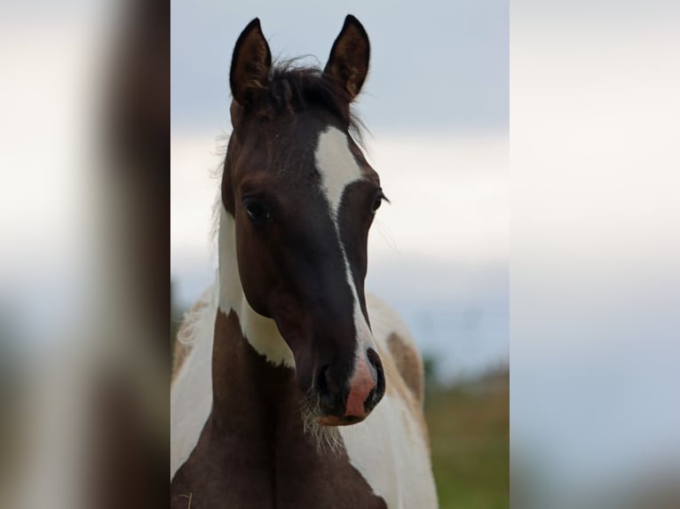 Paint Horse Étalon Poulain (02/2024) 153 cm Grullo in Hellenthal