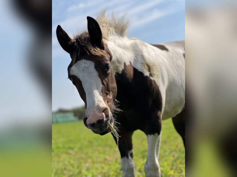 Paint Horse Étalon Poulain (02/2024) 154 cm Bai brun in Langballigau