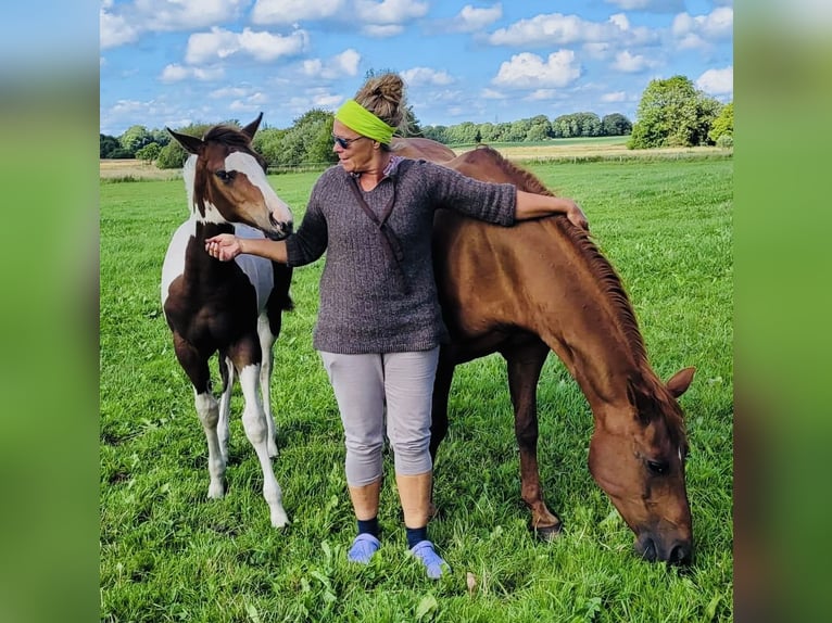 Paint Horse Étalon Poulain (02/2024) 154 cm Bai brun in Langballigau