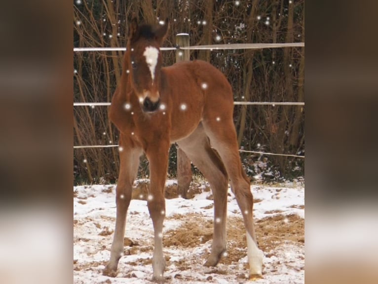 Paint Horse Croisé Étalon  155 cm Bai in Velpke