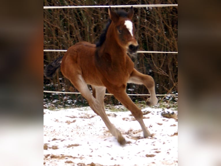 Paint Horse Croisé Étalon  155 cm Bai in Velpke