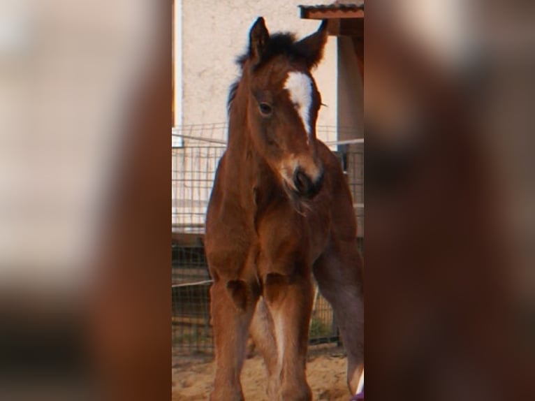 Paint Horse Croisé Étalon  155 cm Bai in Velpke