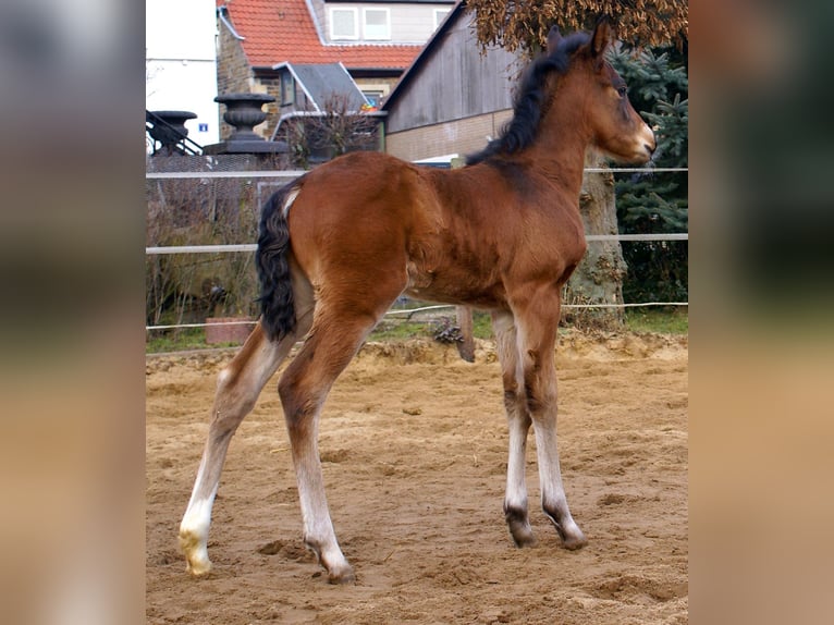 Paint Horse Croisé Étalon  155 cm Bai in Velpke