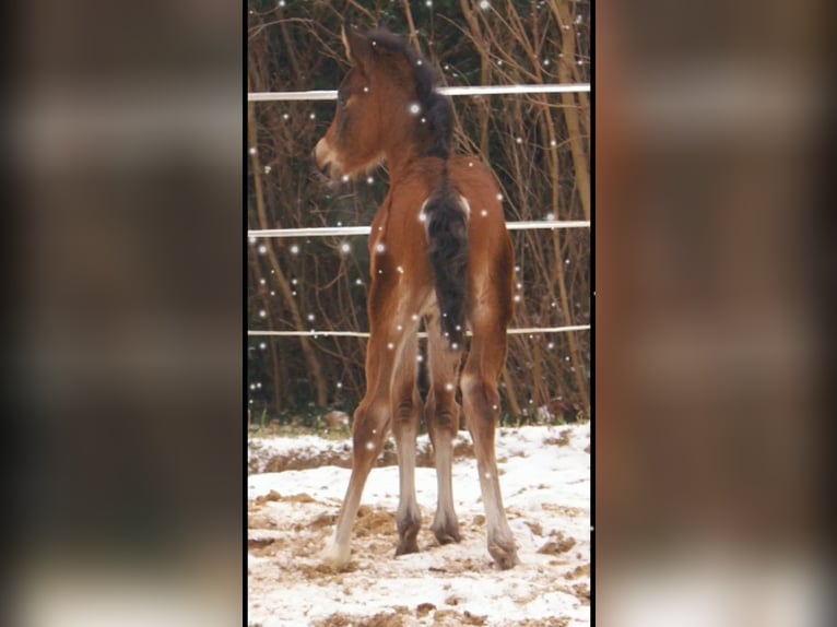 Paint Horse Croisé Étalon  155 cm Bai in Velpke