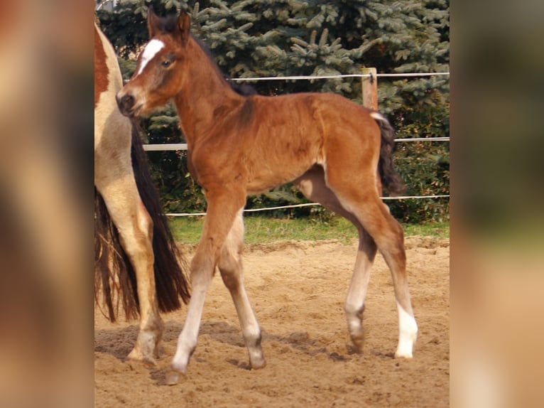 Paint Horse Croisé Étalon  155 cm Bai in Velpke