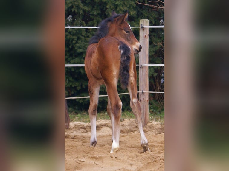 Paint Horse Croisé Étalon  155 cm Bai in Velpke